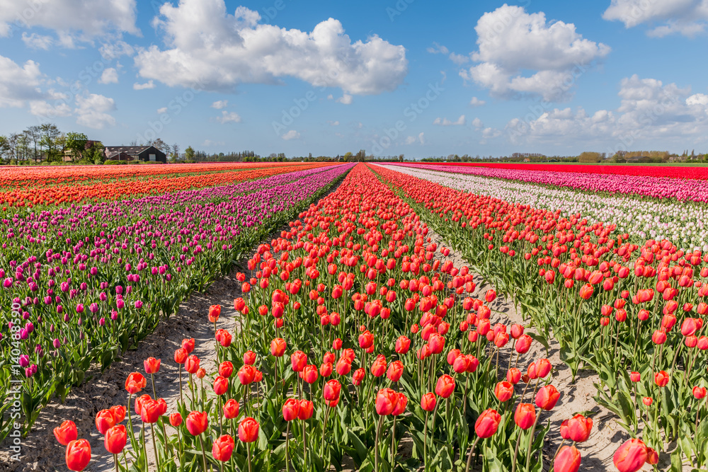 Landscape with flowering tulip fields