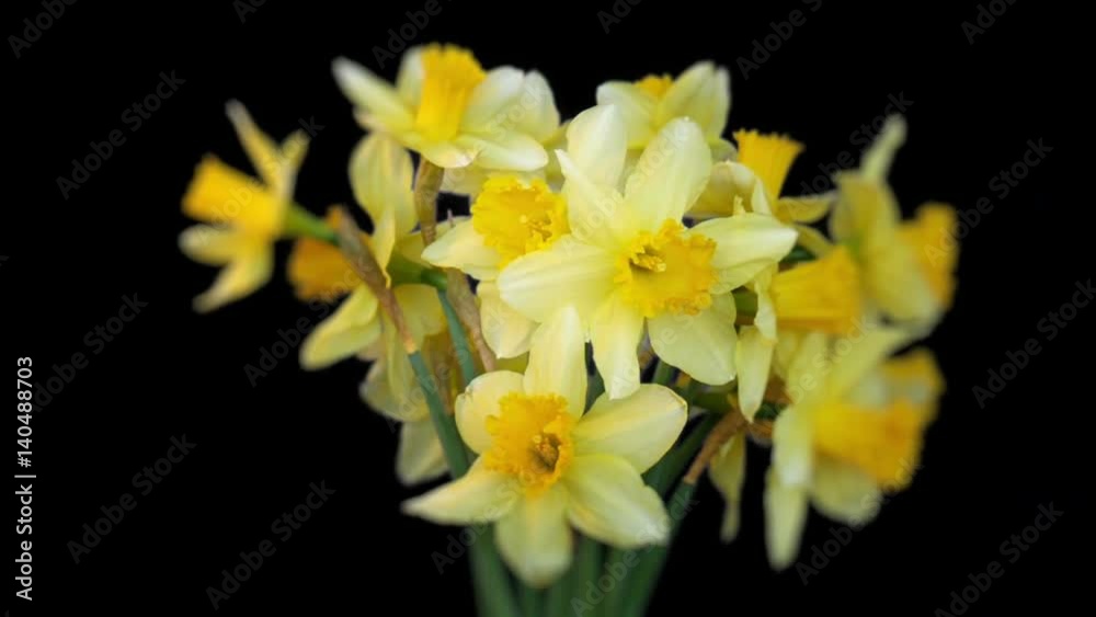 Cut daffodils rotating isolated on black. Cut daffodils rotating isolated on black.