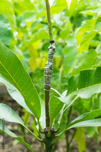 Grafting on the mango trees