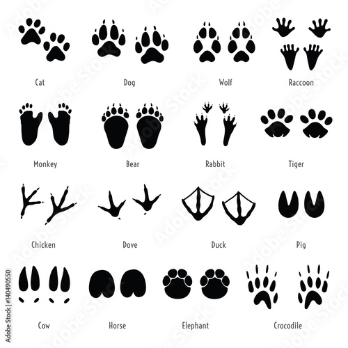 Foot trail vector. Animal, birds and reptile footprint set. Collection of foot wild animal prints. Black different silhouettes of tracks with captions.
