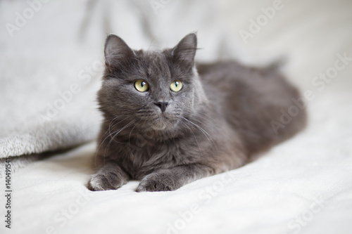 Gray fluffy cat lying on the sofa