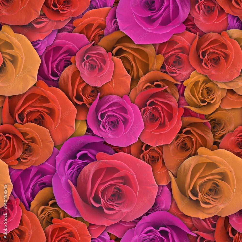 Fototapeta premium Colorful background with rose flower.