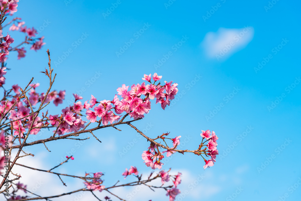 Cherry blossoms or Sakura flower in chiang mai Thailand Cherry blossoms or Sakura flower in chiang mai Thailand