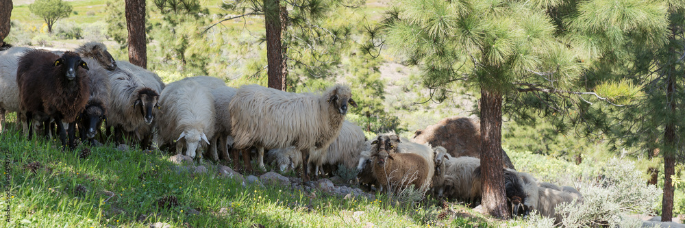 Some sheep in the shade of the trees in the mountains