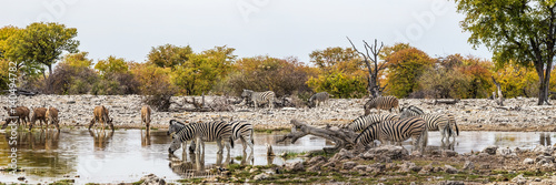 Panoramic view of Goas waterhole with Greater Kudu antelopes and Burchell s zebras drinking. Etosha national park  Namibia