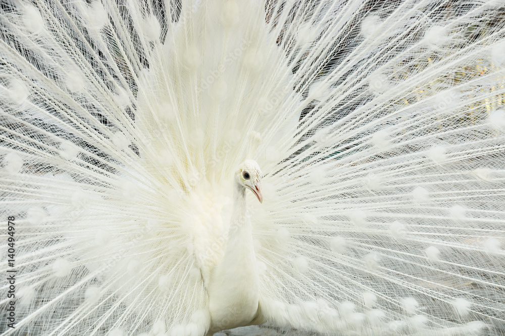 beautiful white male peacock spreads tail feathers