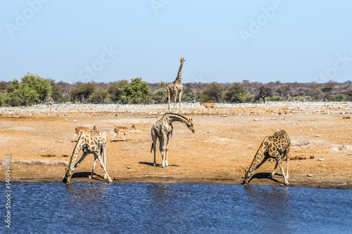 Foto Giraffes at Chudop waterhole in Etosha national park, Namibia.
