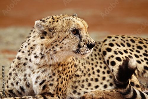 Closeup of sitting cheetah