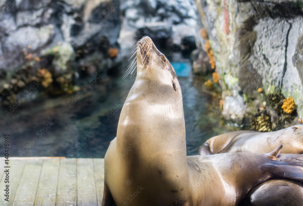 Fototapeta premium Sea lions raise head