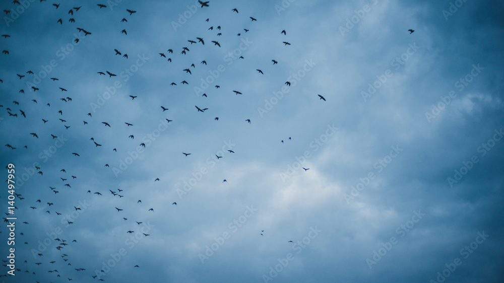 flock of birds flying in a cloudy evening sky flock of birds flying in a cloudy evening sky
