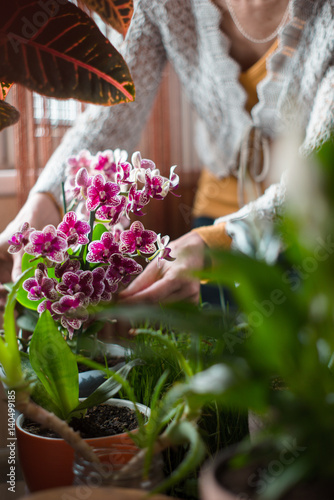 Fototapeta Naklejka Na Ścianę i Meble -  The woman caring for orchid flowers vertical