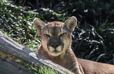 Crédence de cuisine Puma Puma fauve au regard perçant  © Ronnie Howard