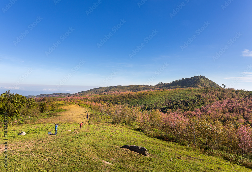 Fototapeta premium tourist walk and take a photo on the hill with sakura flowers bl