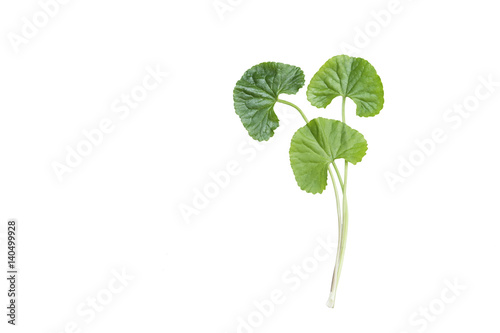 isolated top view fresh green asiatic pennywort leaf