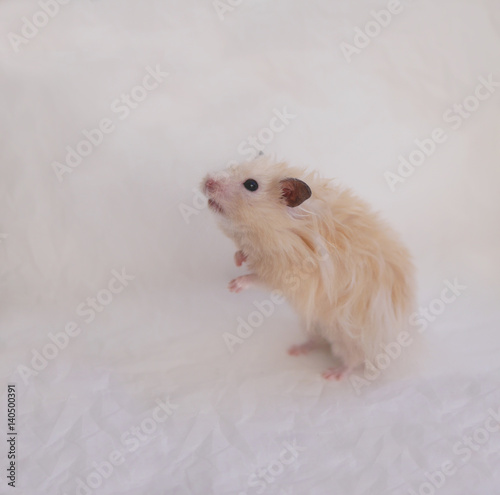 Hamster stands on its hind legs. Fluffy Syrian hamster on a background of crumpled white paper.