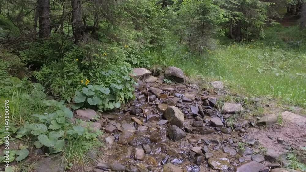 Creek in a Forest - A clear creek in a forest with pine trees in the Ukraine. Goverla