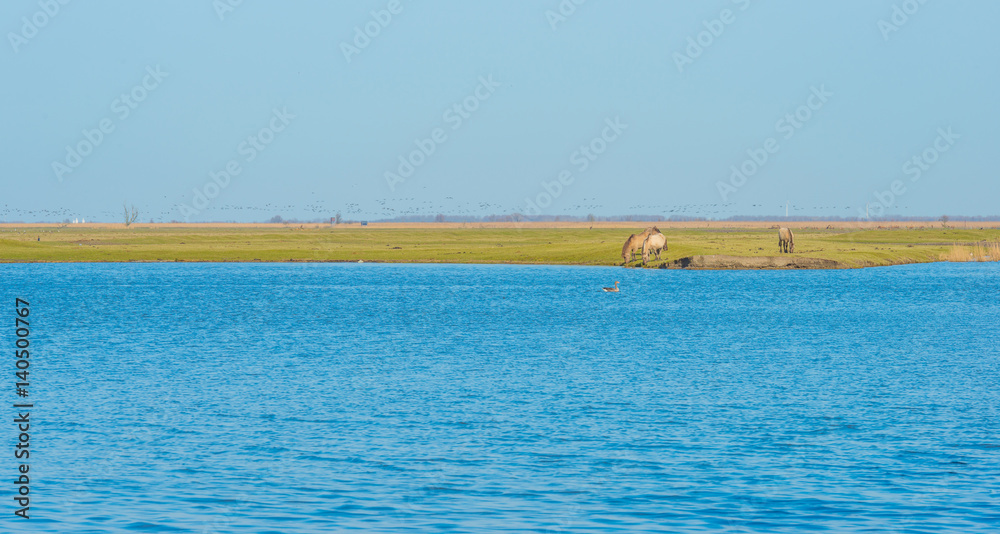 Horses in the wild along the shore of a lake 