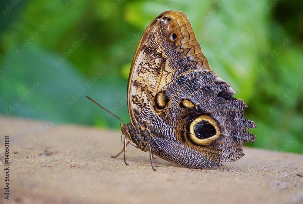 Beautiful butterfly Beautiful butterfly
