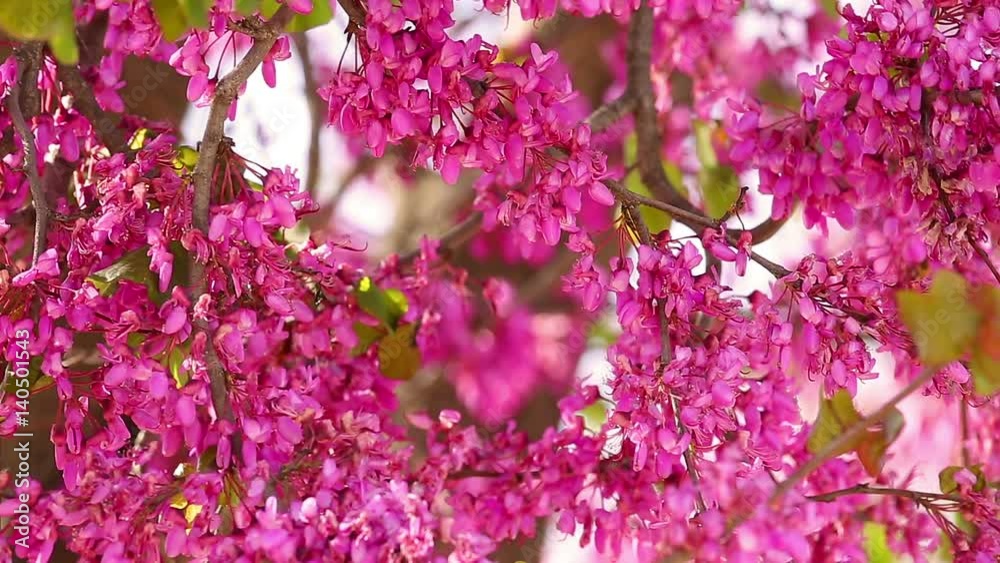 Bright pink flowers on Judas tree (Cercis siliquastrum)