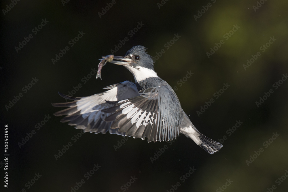 A male Belted Kingfisher flies in front of a dark background with a minnow in its beak on a bright sunny day. A male Belted Kingfisher flies in front of a dark background with a minnow in its beak on a bright sunny day.