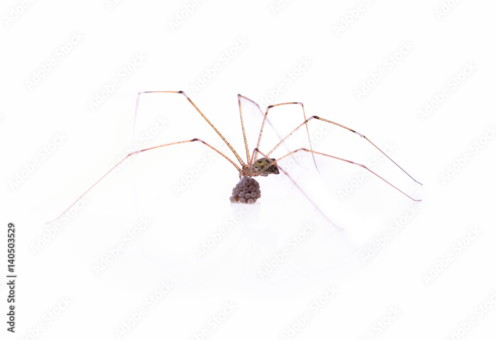 Little spider isolated on white background. Little spider isolated on white background.