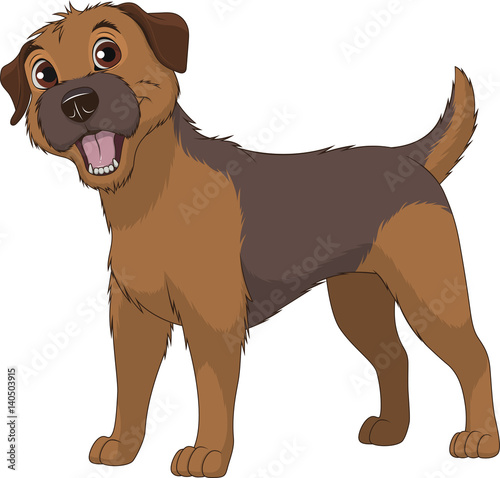Funny purebred Border Terrier