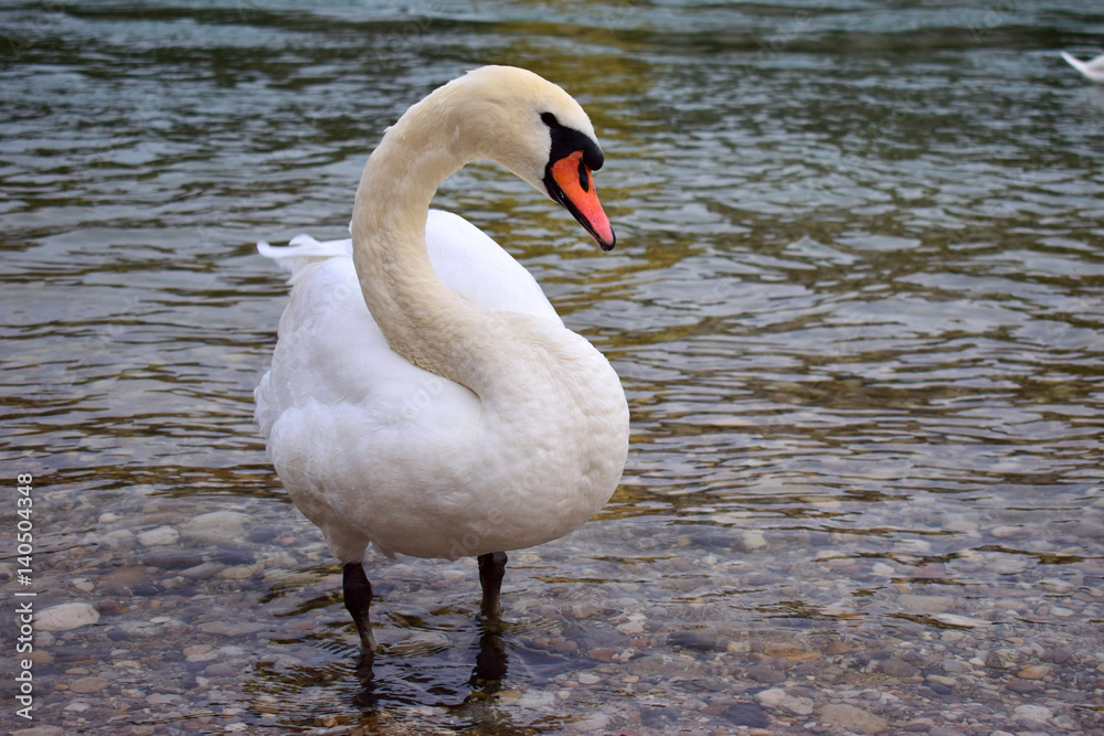 Obraz premium White swan near a riverbank