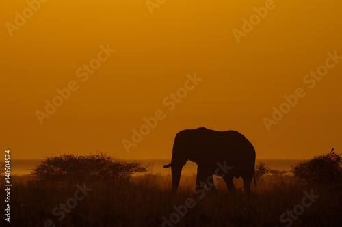 elefantenbulle bei sonnenaufgang