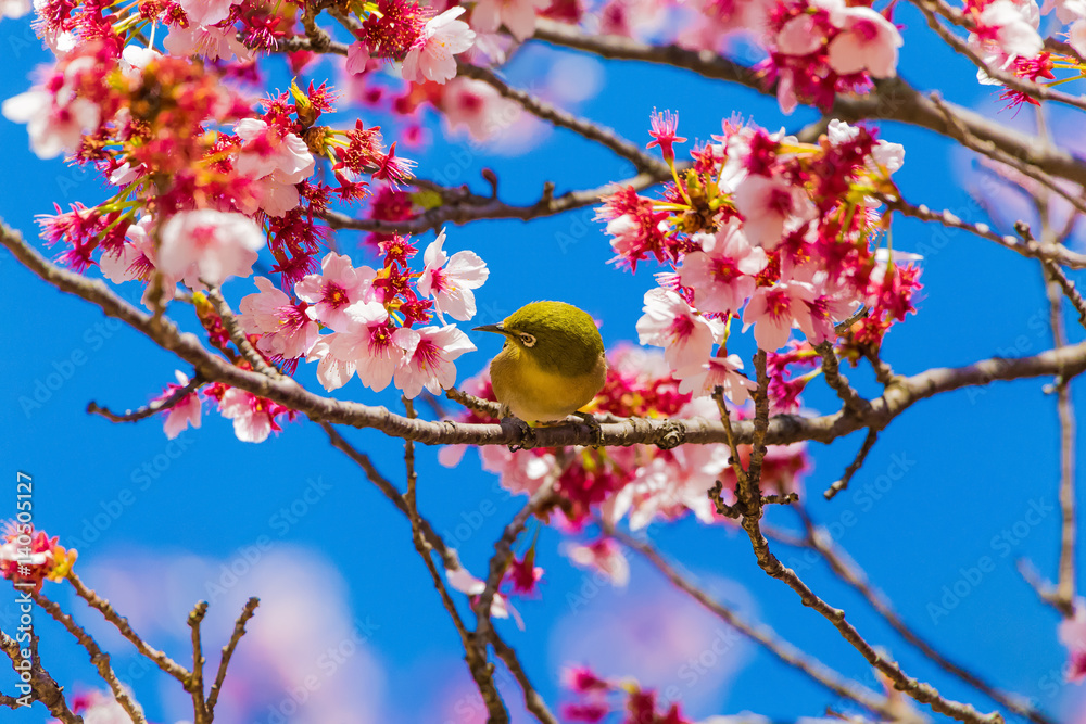 The Japanese White eye.The background is winter cherry blossoms. Located in Tokyo Prefecture Japan. The Japanese White eye.The background is winter cherry blossoms. Located in Tokyo Prefecture Japan.
