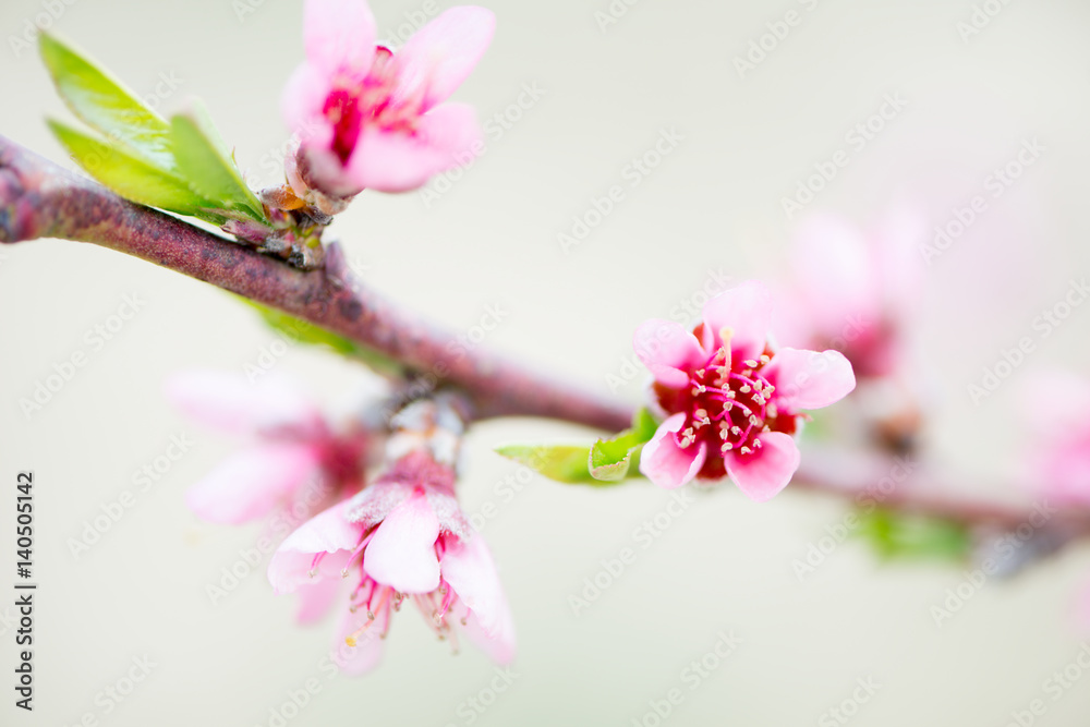 Obraz premium Detail of Prunus persica