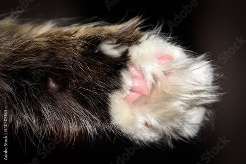 Detail macro shot of soft Cat paws black background photo