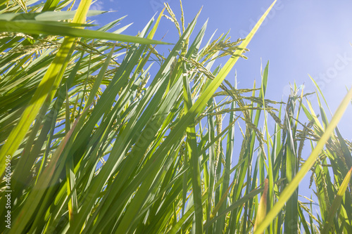 the Green rice in the field rice background  thailand harvest.