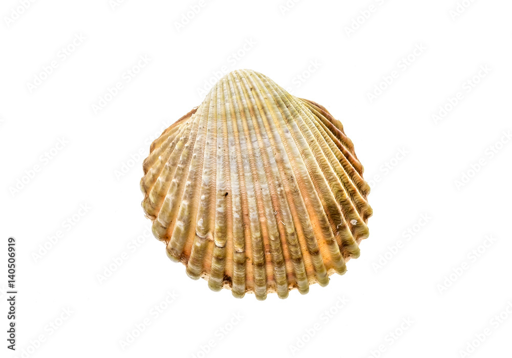 Fresh rough cockle clam (Acanthocardia tuberculata) shell isolated. Fresh rough cockle clam (Acanthocardia tuberculata) shell isolated.