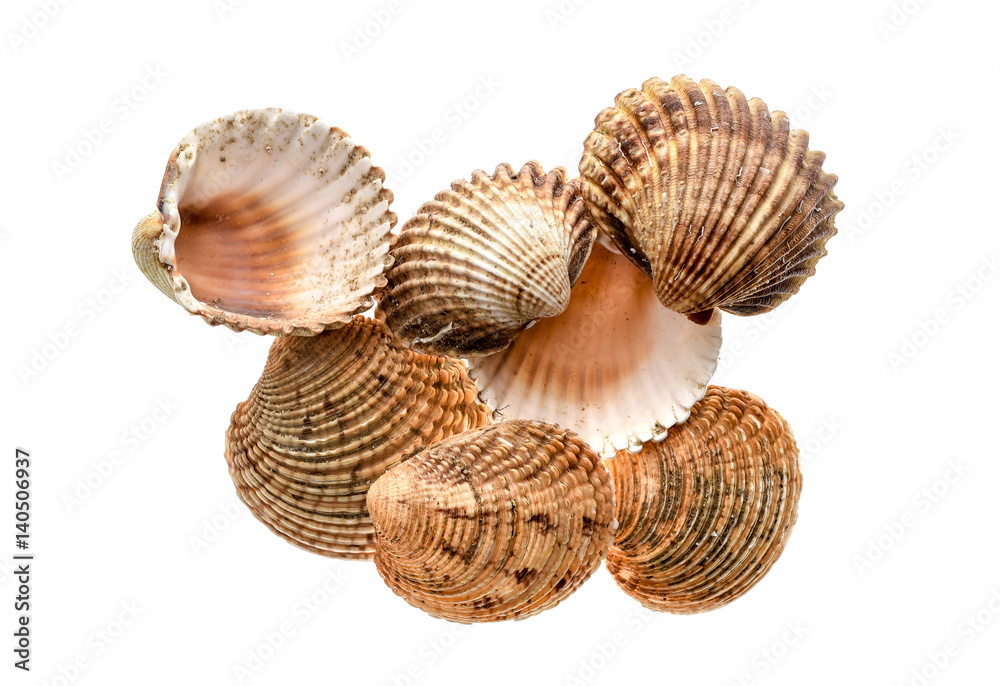 Different variety of sea clams - shells on white background. Different variety of sea clams - shells on white background.