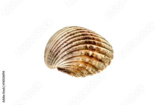 Fresh rough cockle clam (Acanthocardia tuberculata) shell isolated.
