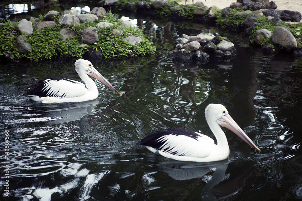 Pair of beautiful white Pelicans Swimming in the park