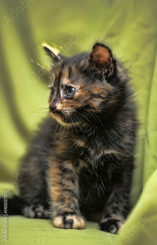 Tortoise kitten portrait photo