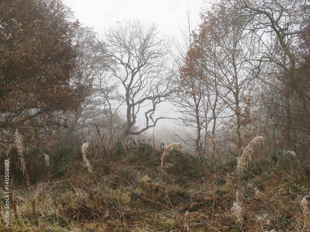 Autumn misty morning amidst Dixie woods/Calderdale collection Autumn misty morning amidst Dixie woods/Calderdale collection