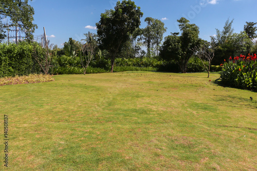 Grass field in garden 