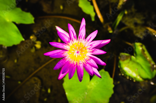 beautiful lotus flower in pond.