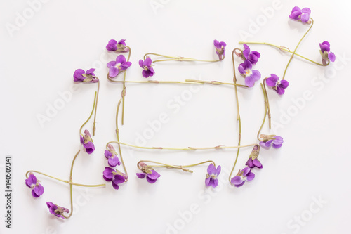 A frame of small forest flowers purple violets on white background with space for text. Flat lay, top view
