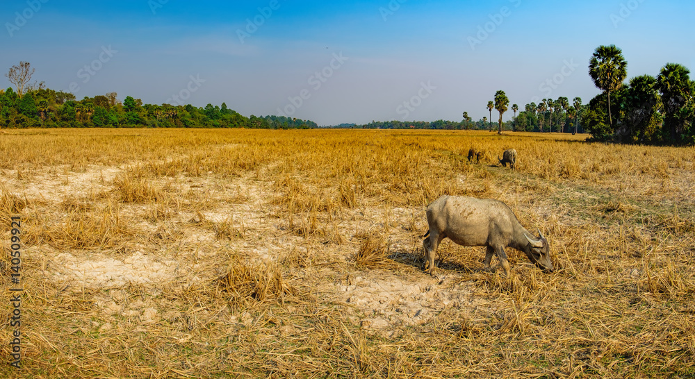 Cows eating dry grass at the field outside Siem Reap, Cambodia. Cows eating dry grass at the field outside Siem Reap, Cambodia.