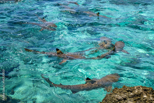 Blacktip sharks in moorea island lagoon