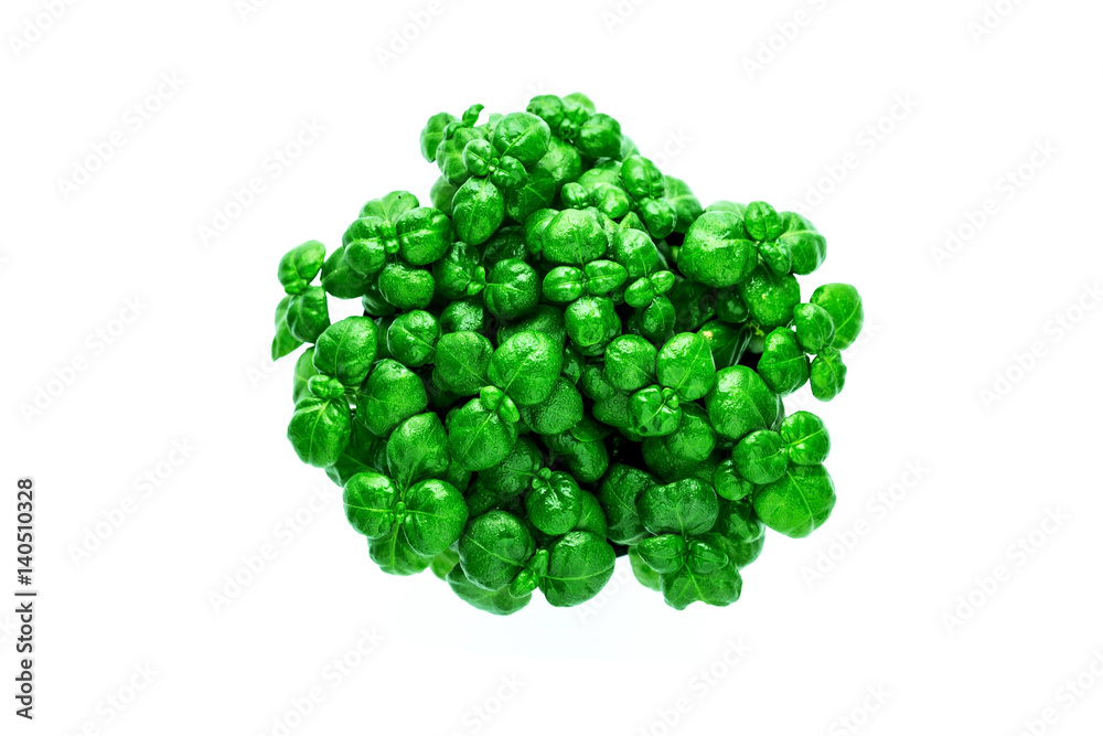Top view of small plant pot on white background. Top view of small plant pot on white background.