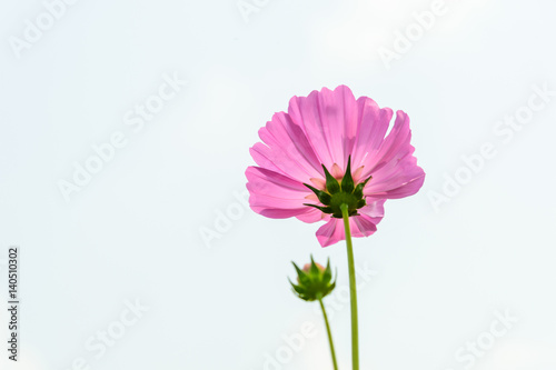 Close up of Cosmos flowers in soft focus
