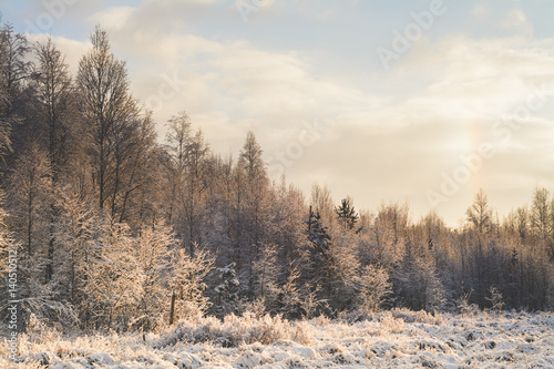 Sunny winter forest