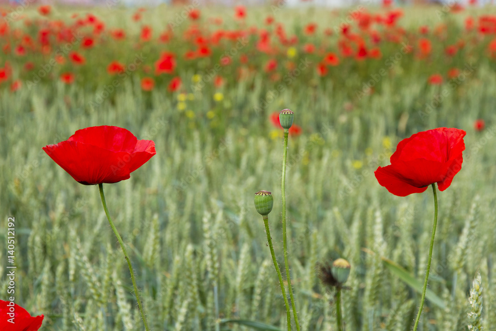 Obraz premium Amapolas en Trigal