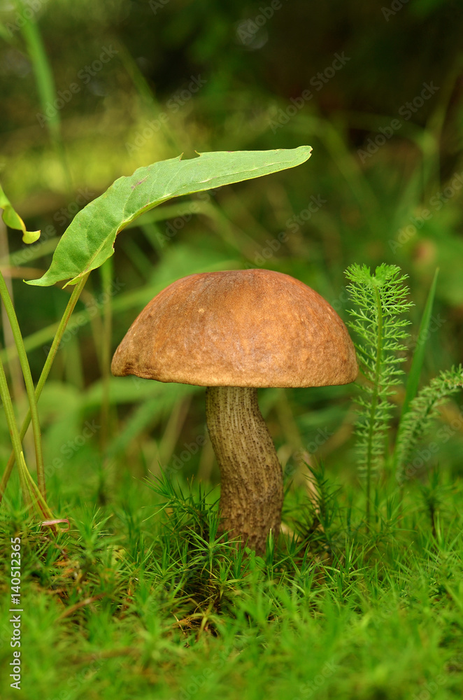 Mushroom growing in green moss. Brown Cap Boletus (Leccinum) close-up. Nature background Mushroom growing in green moss. Brown Cap Boletus (Leccinum) close-up. Nature background