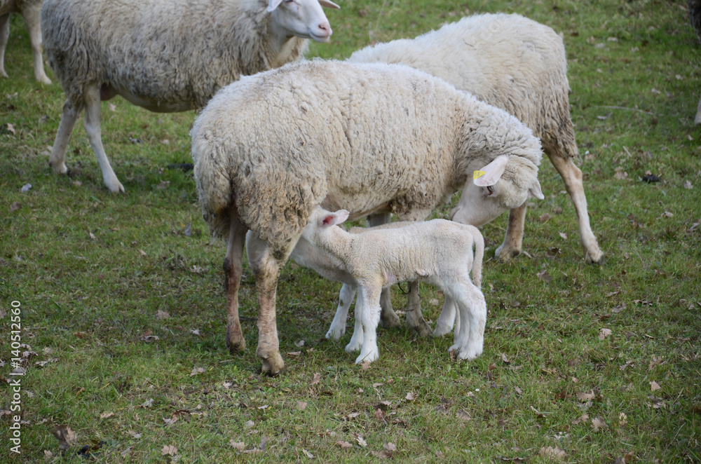 Fototapeta premium Sheep and lambs grazing in a meadow