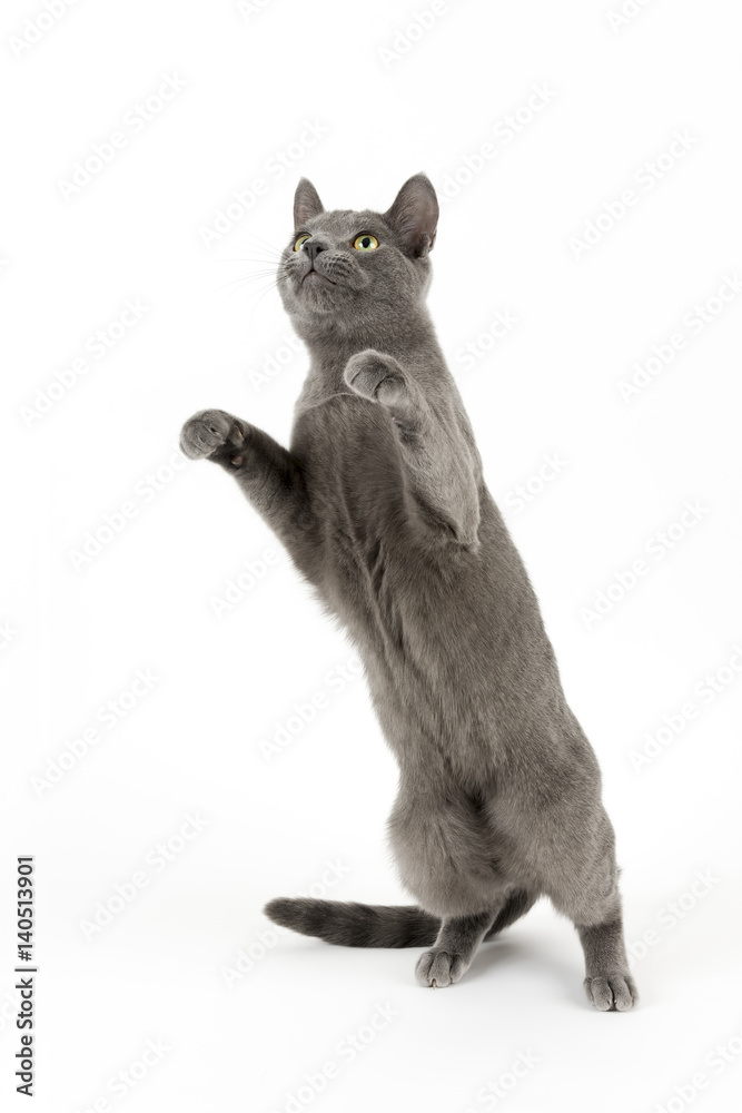 Obraz premium Katzen-Russisch-Blau-14932